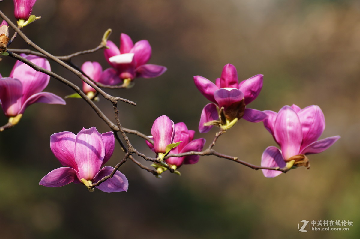 花草韵味-----紫玉兰