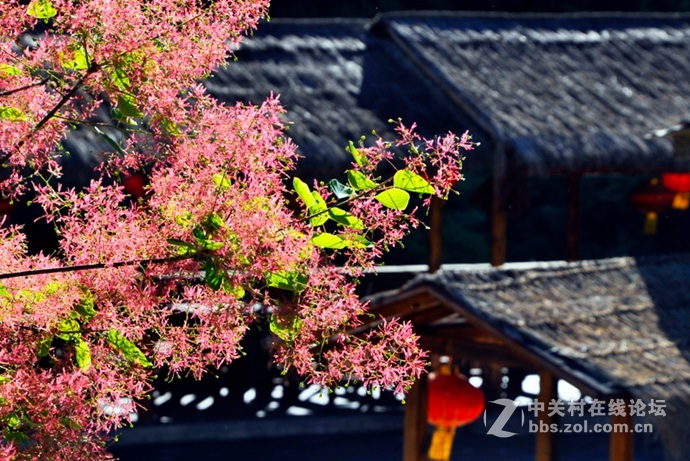5月坡峰岭黄栌花开,美得像烟花一样灿烂!-中关村在线摄影论坛