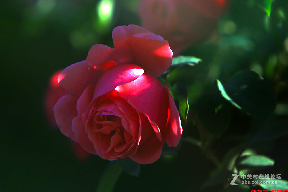 植物园的月季花