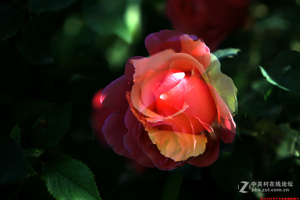 植物园的月季花