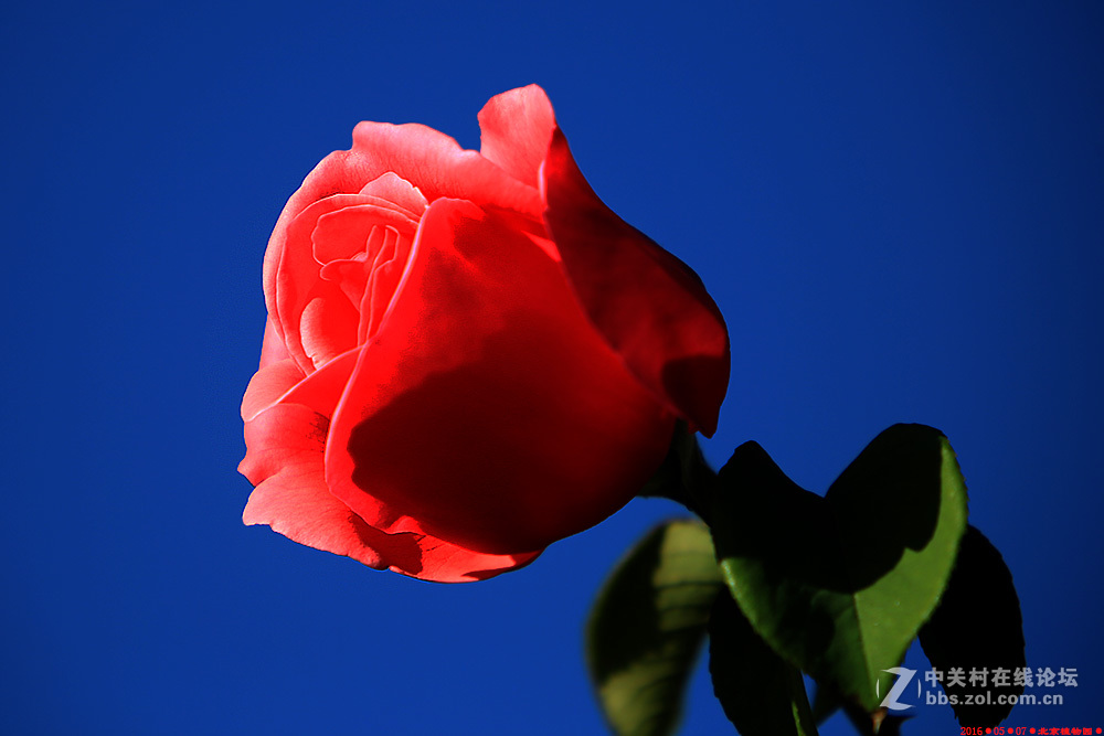 植物园的月季花