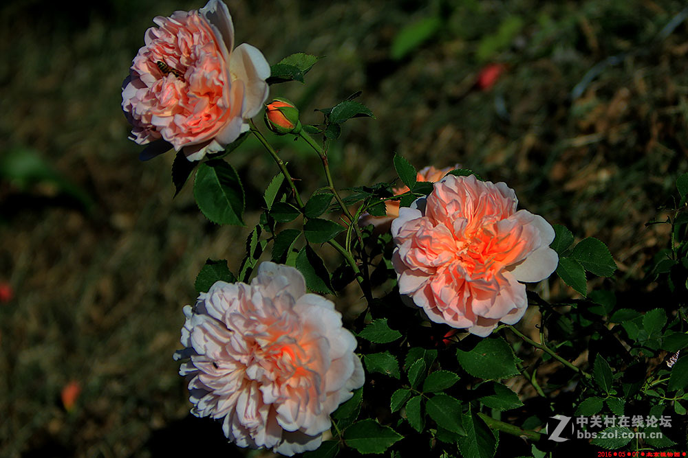 植物园的月季花