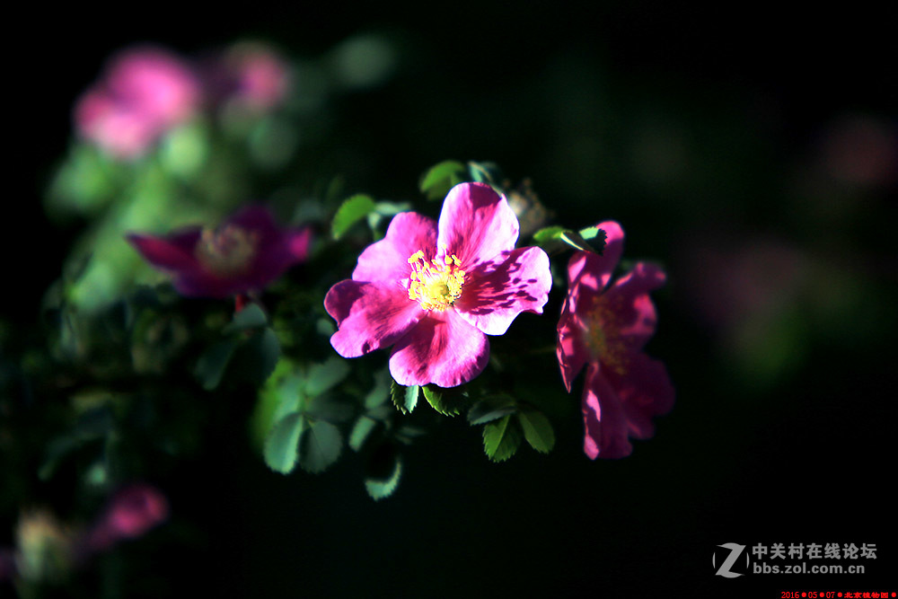 植物园的月季花