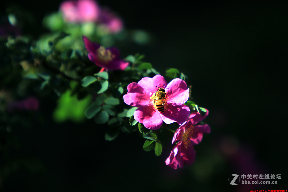 植物园的月季花