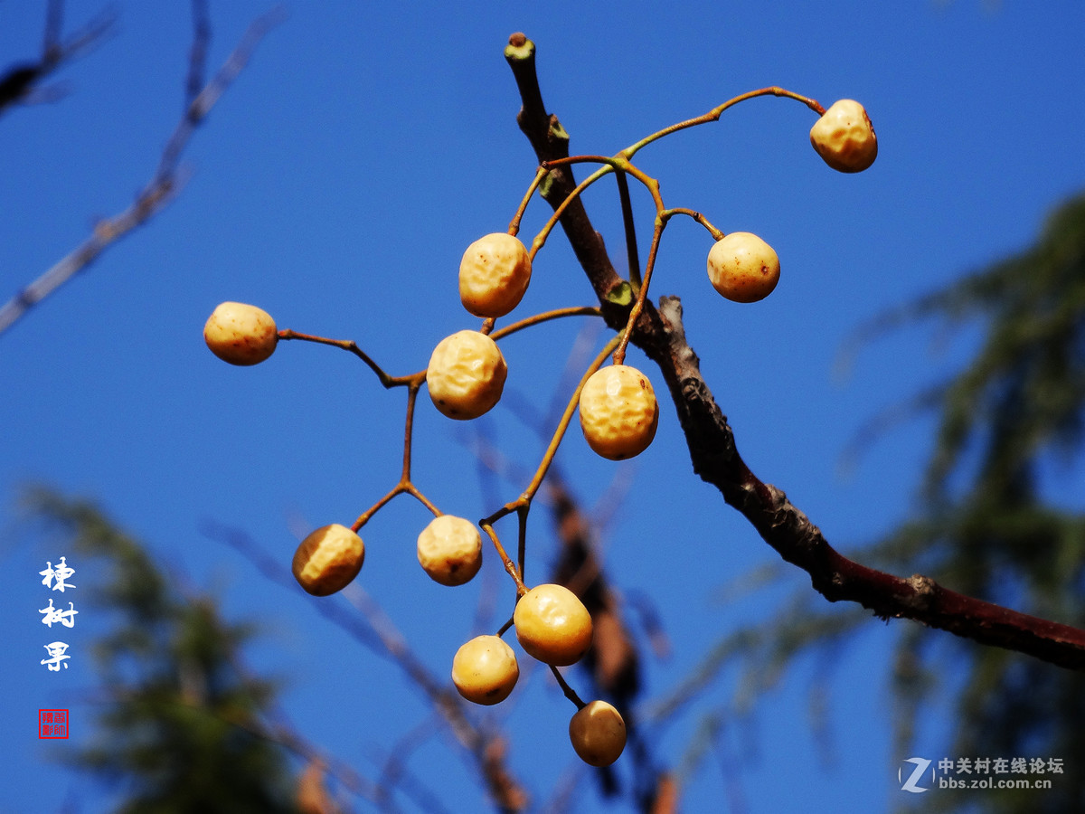 楝树果子