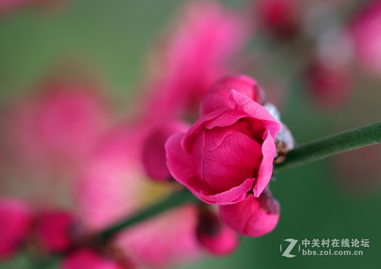 梅雪争春未肯降，骚人阁笔费评章。 梅须逊雪三分白，雪却输梅一段香。