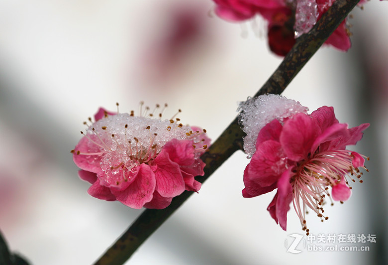 梅雪争春未肯降，骚人阁笔费评章。 梅须逊雪三分白，雪却输梅一段香。
