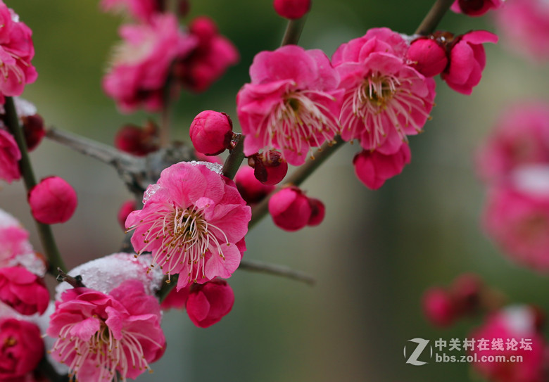 梅雪争春未肯降，骚人阁笔费评章。 梅须逊雪三分白，雪却输梅一段香。