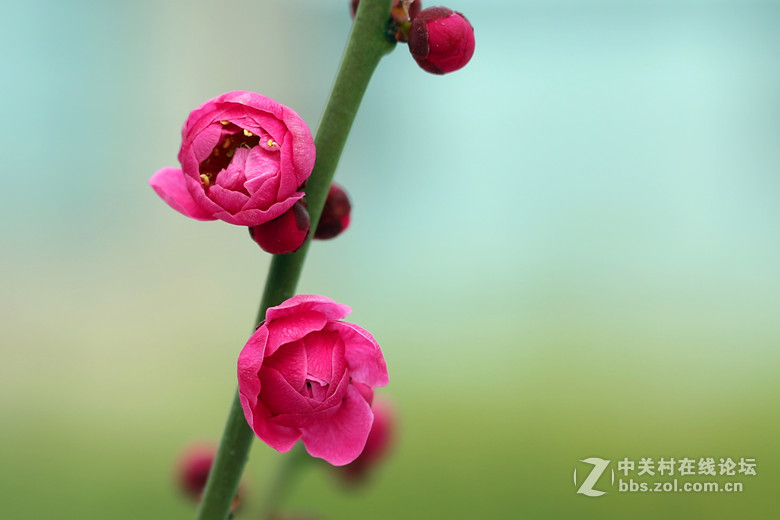 梅雪争春未肯降，骚人阁笔费评章。 梅须逊雪三分白，雪却输梅一段香。