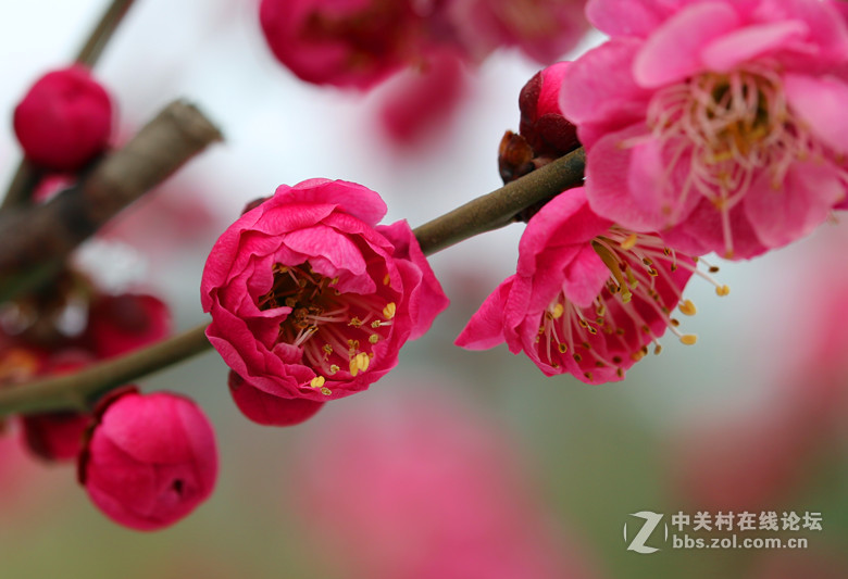 梅雪争春未肯降，骚人阁笔费评章。 梅须逊雪三分白，雪却输梅一段香。