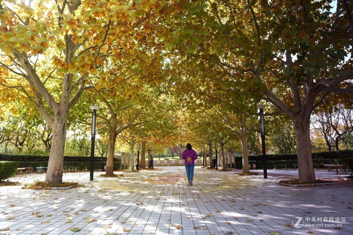 立冬后四德公园的深秋