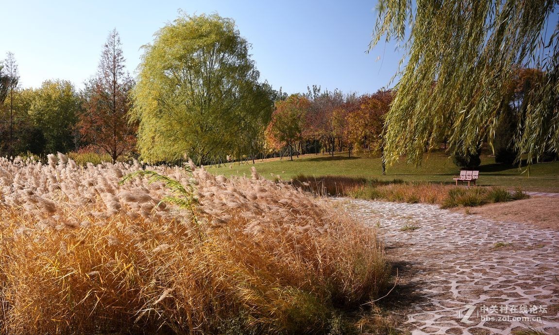立冬后四德公园的深秋