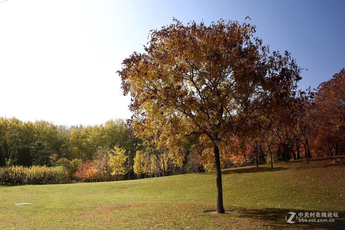 立冬后四德公园的深秋