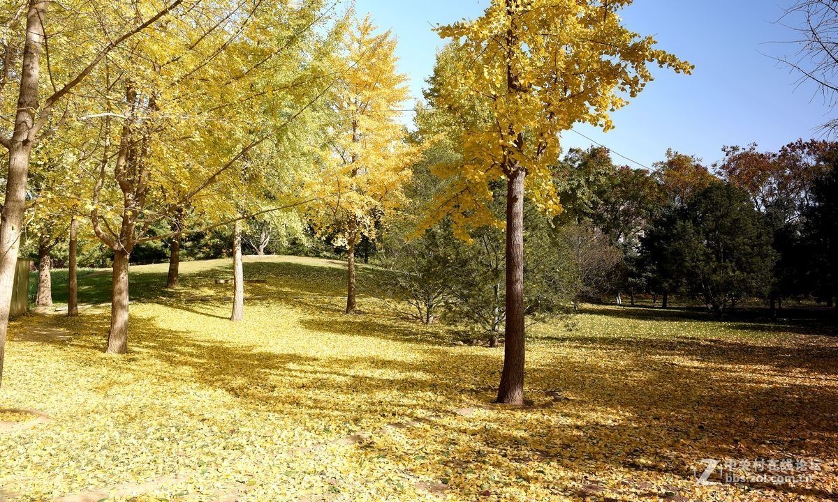 立冬后四德公园的深秋