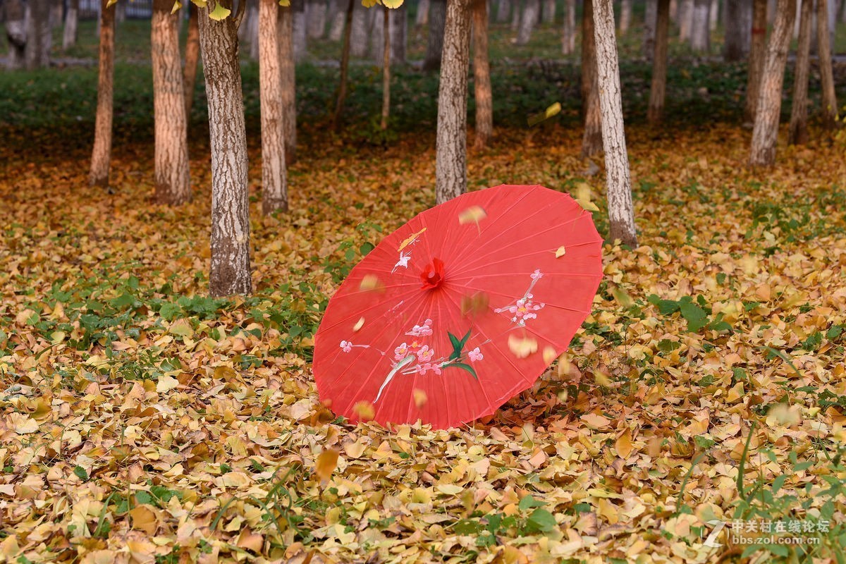 立冬后四德公园的深秋