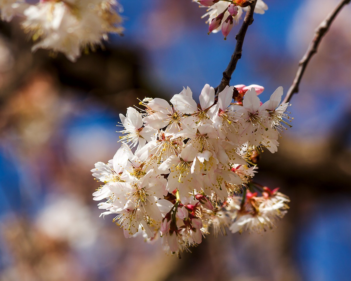 梅花与樱花