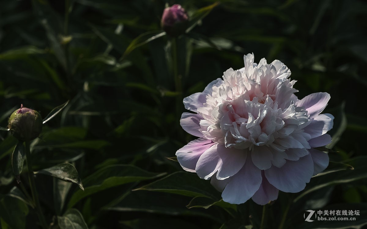 芍药