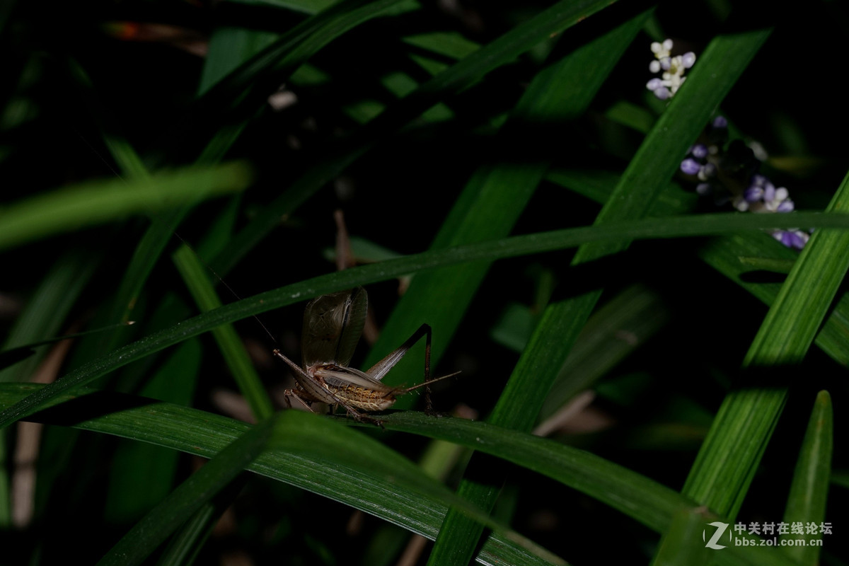 夜拍云斑金蟋