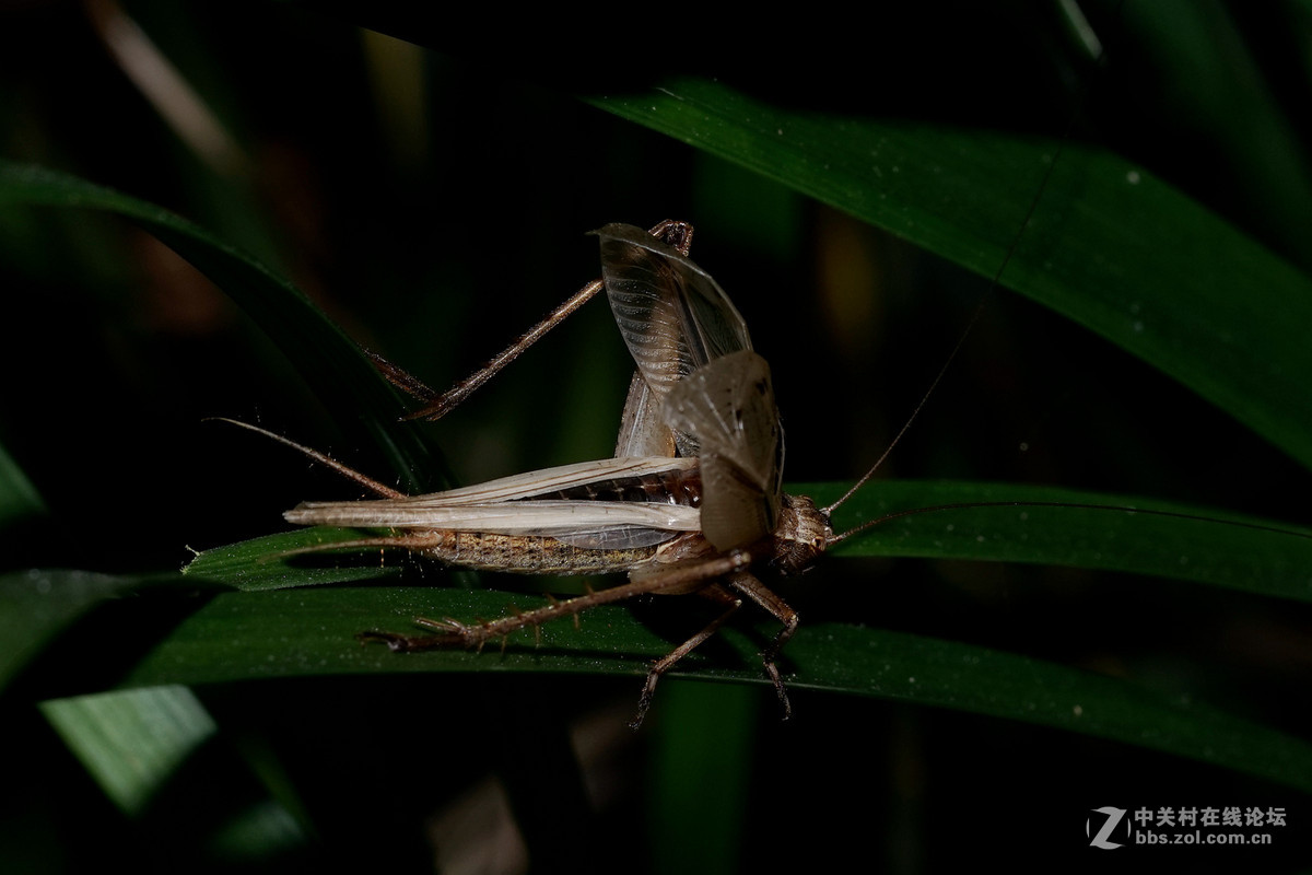 夜拍云斑金蟋