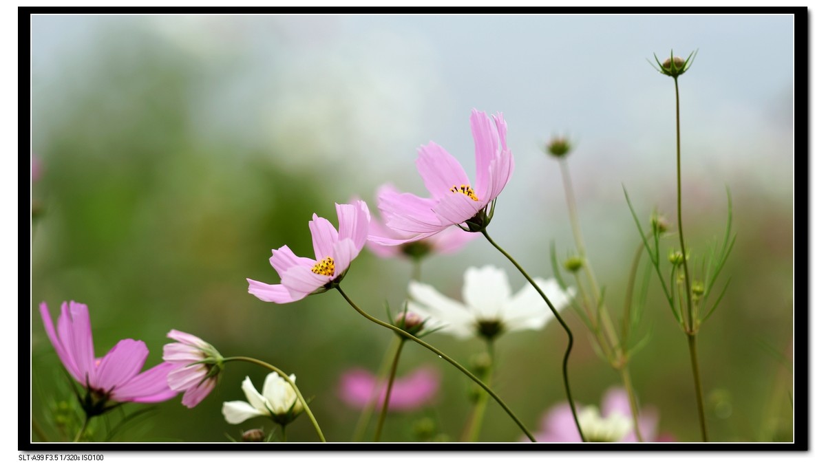 几片花花
