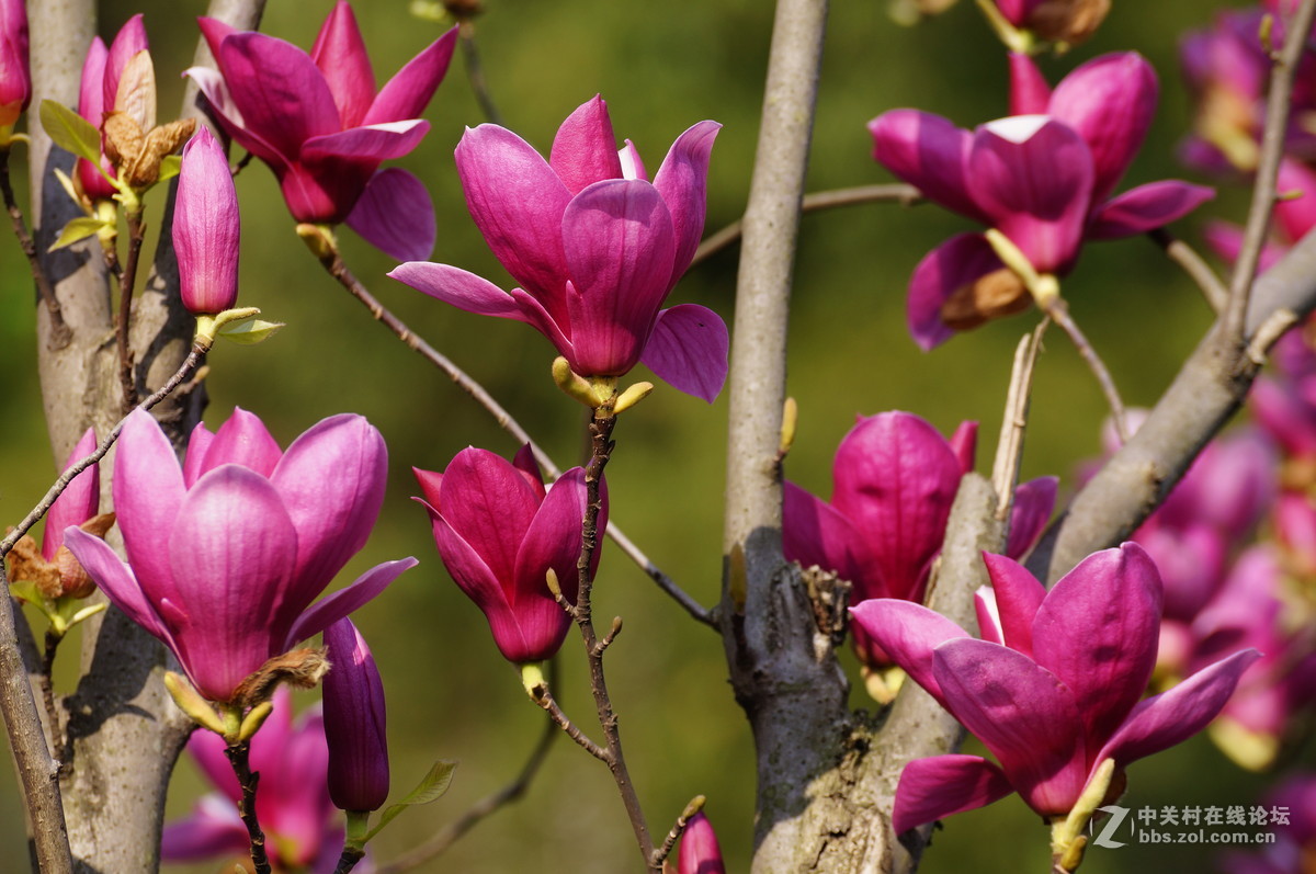 花草韵味-----紫玉兰