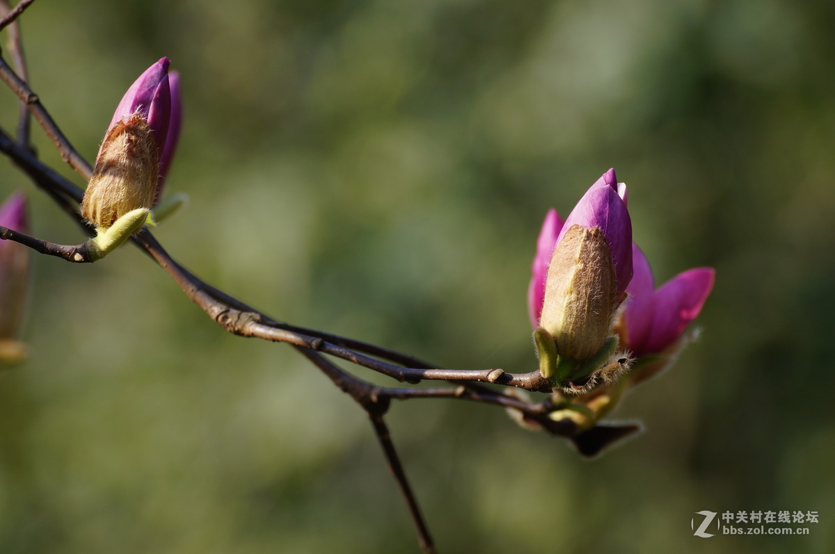 花草韵味-----紫玉兰