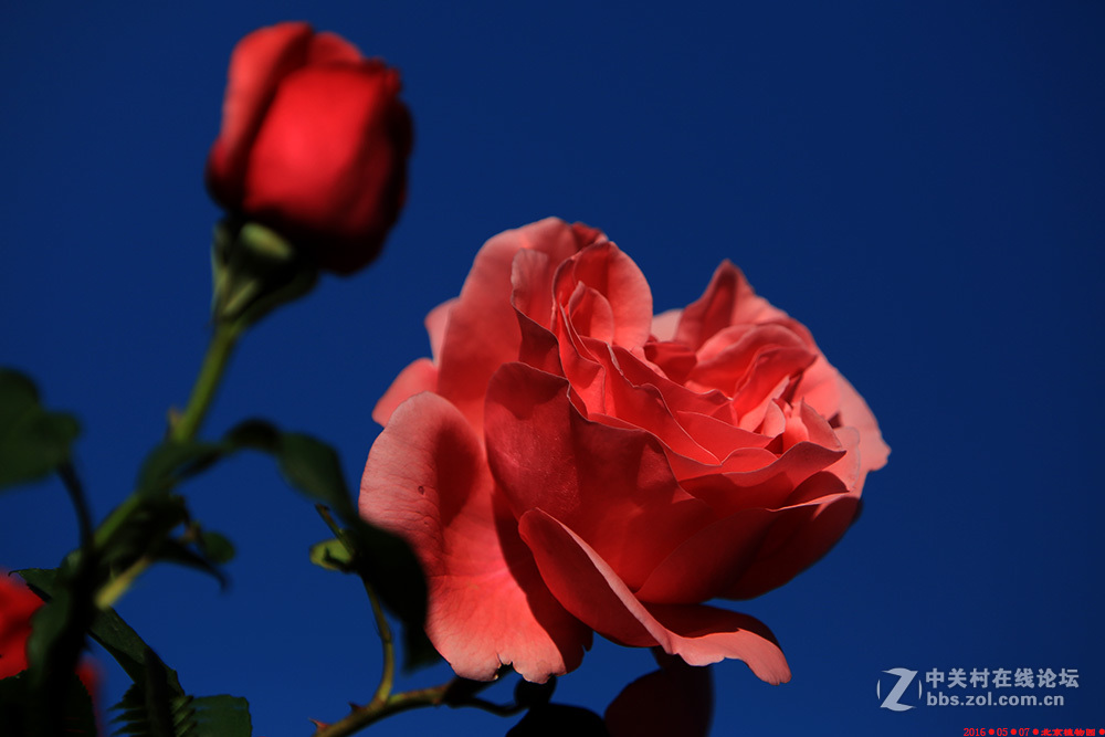 植物园的月季花