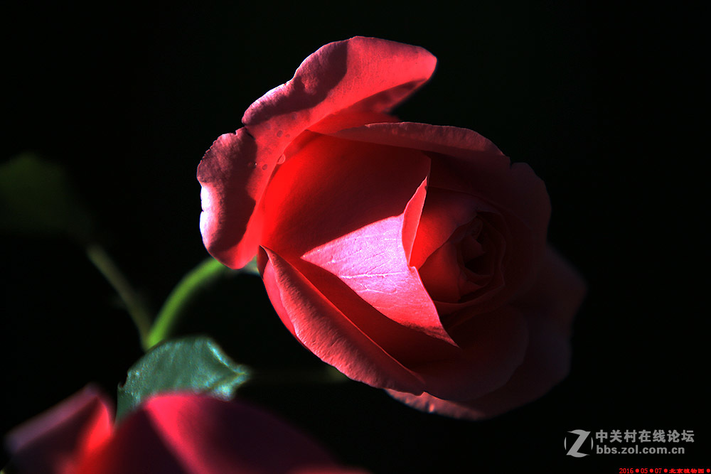 植物园的月季花