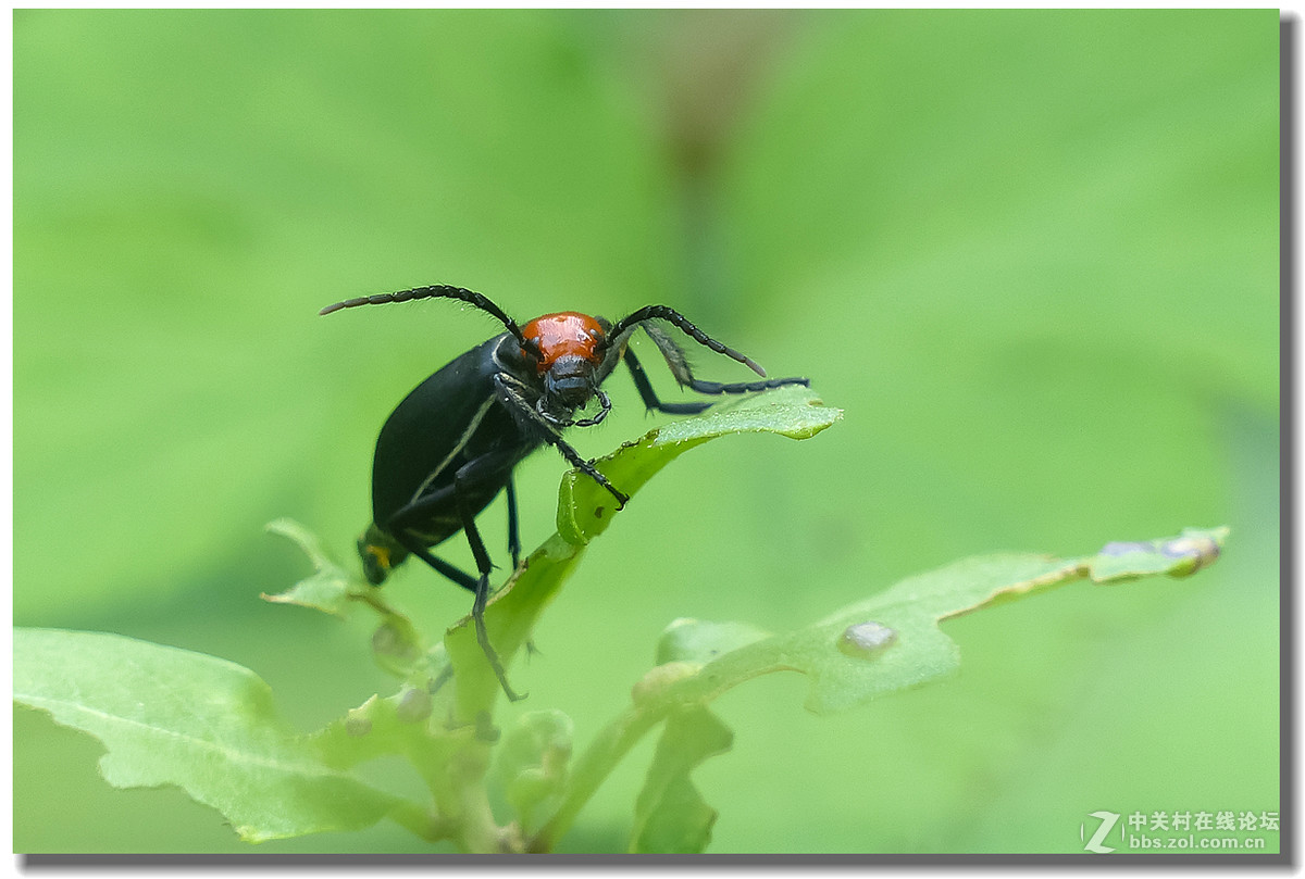 fz200小虫豆芫菁