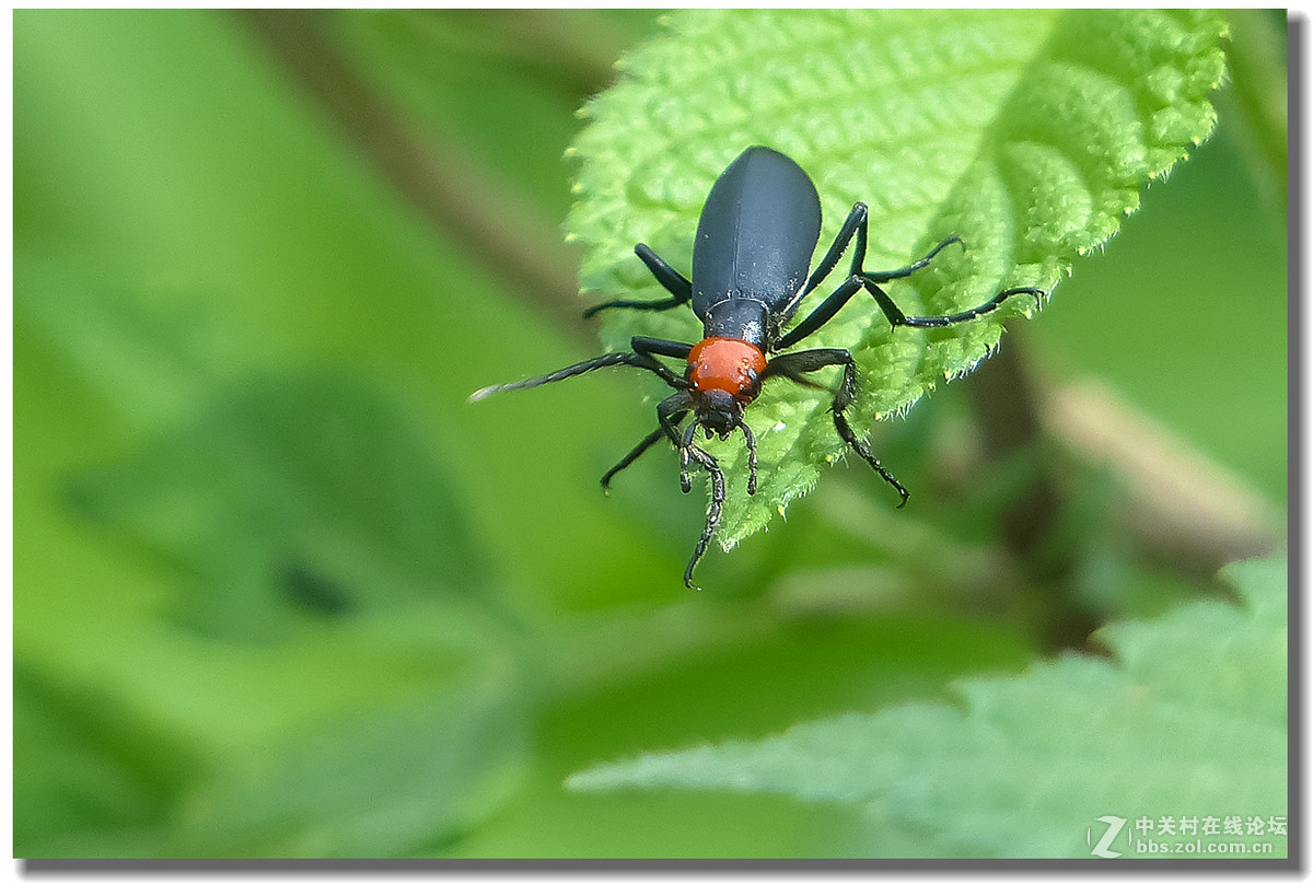 fz200小虫豆芫菁