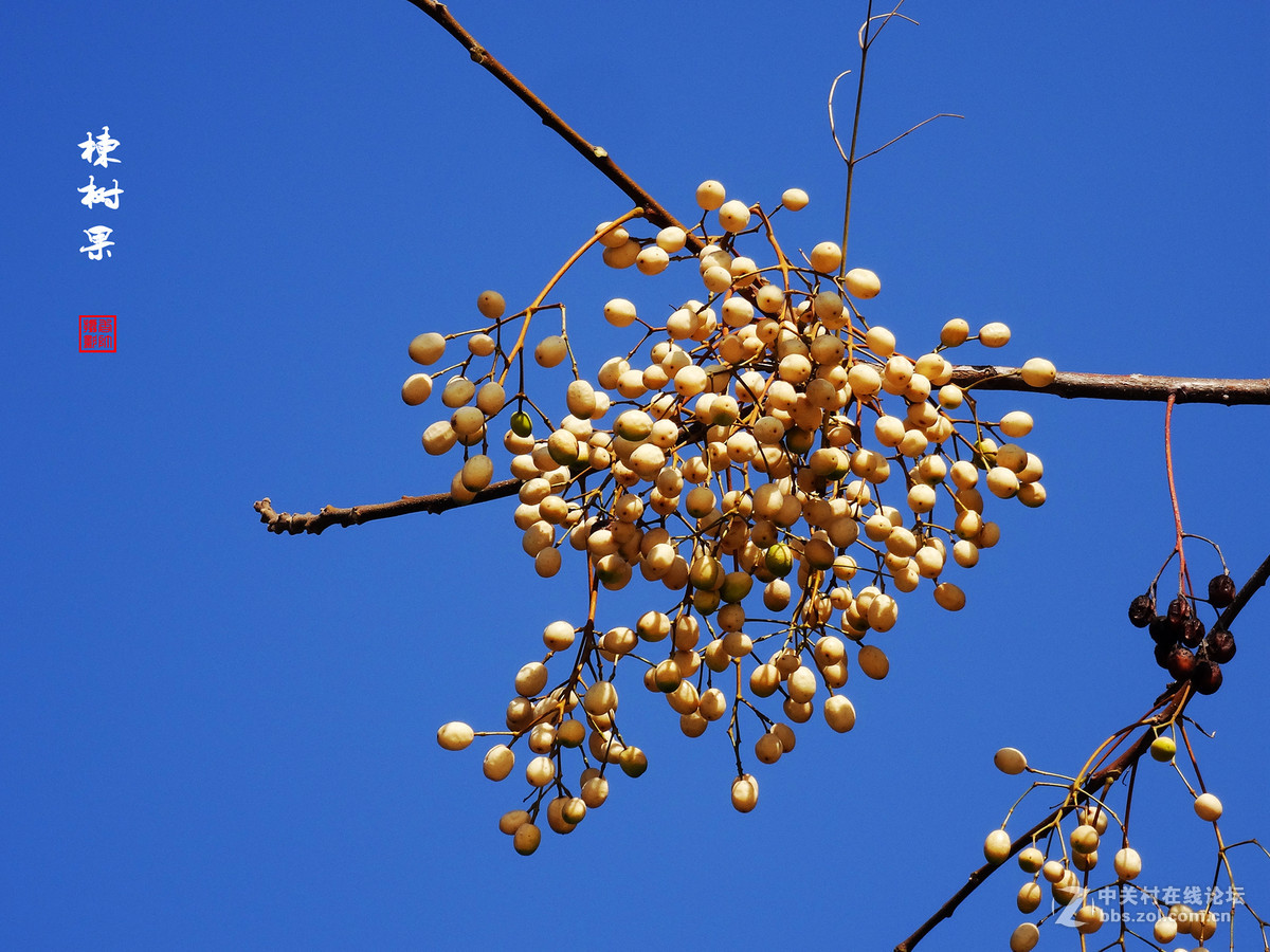 楝树果子