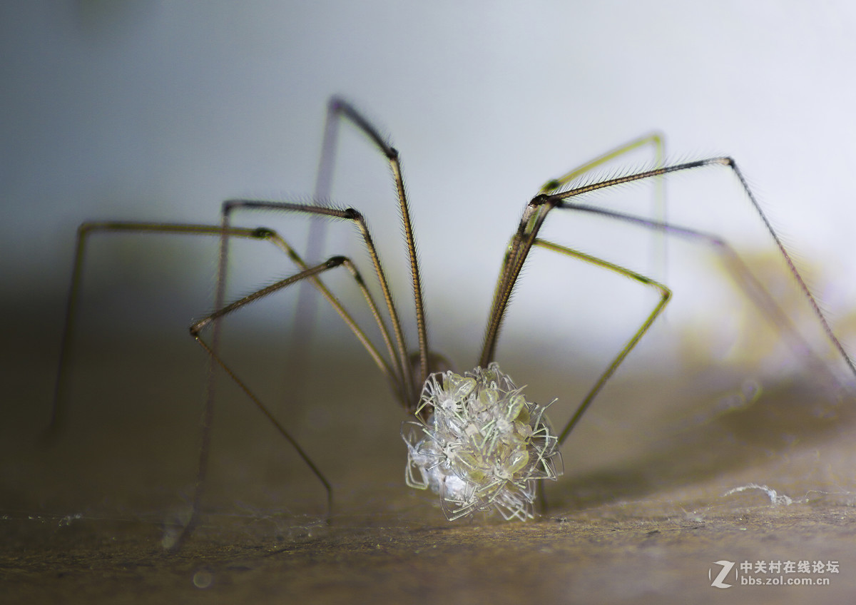 整理仓库时拍摄的一组微距（昆虫恐惧症慎入）