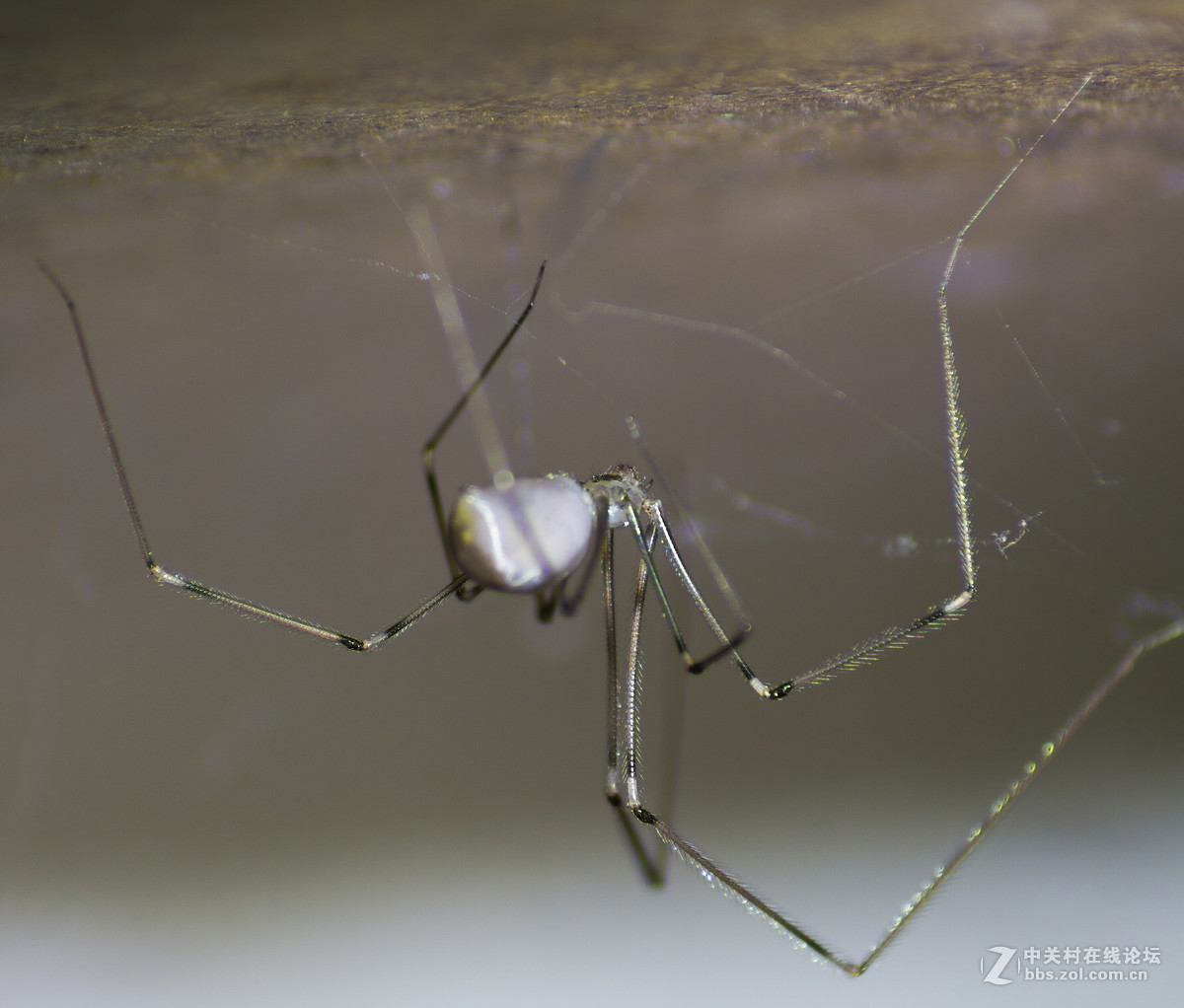 整理仓库时拍摄的一组微距（昆虫恐惧症慎入）