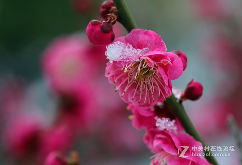 梅雪争春未肯降，骚人阁笔费评章。 梅须逊雪三分白，雪却输梅一段香。