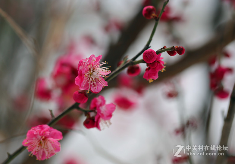 梅雪争春未肯降，骚人阁笔费评章。 梅须逊雪三分白，雪却输梅一段香。