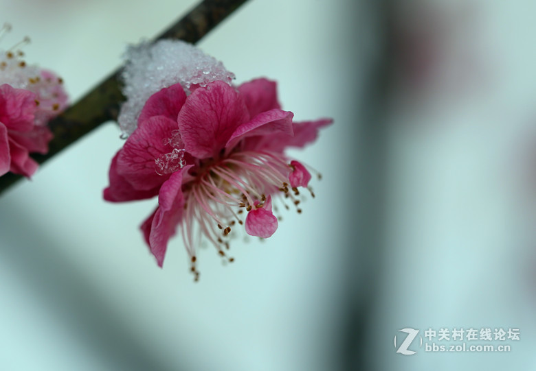 梅雪争春未肯降，骚人阁笔费评章。 梅须逊雪三分白，雪却输梅一段香。