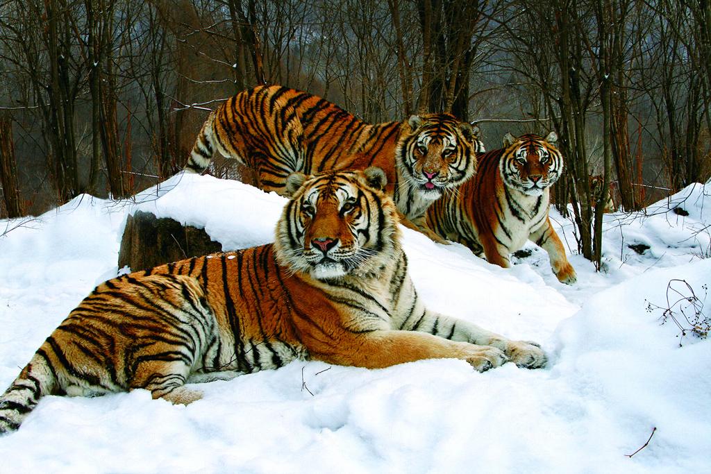 花都港龙拍摄横道东北虎林园