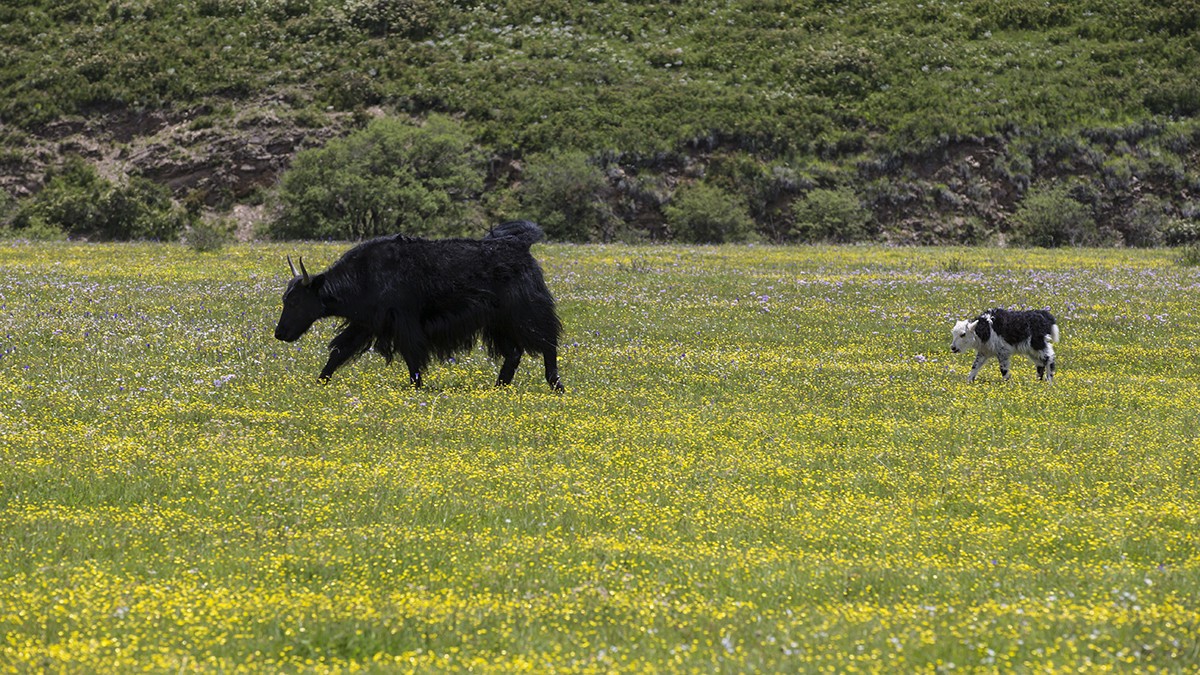 花海草原、九曲黄河——2017川西北、甘南、青海自驾八日（3）