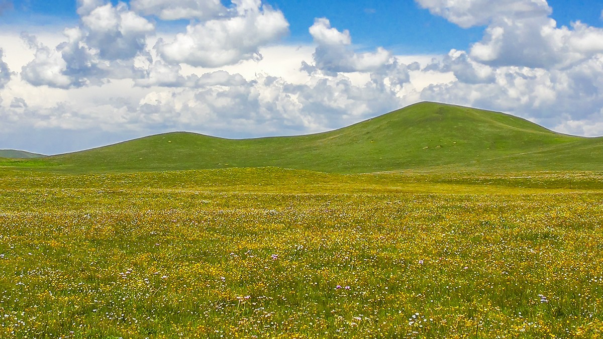 花海草原、九曲黄河——2017川西北、甘南、青海自驾八日（3）