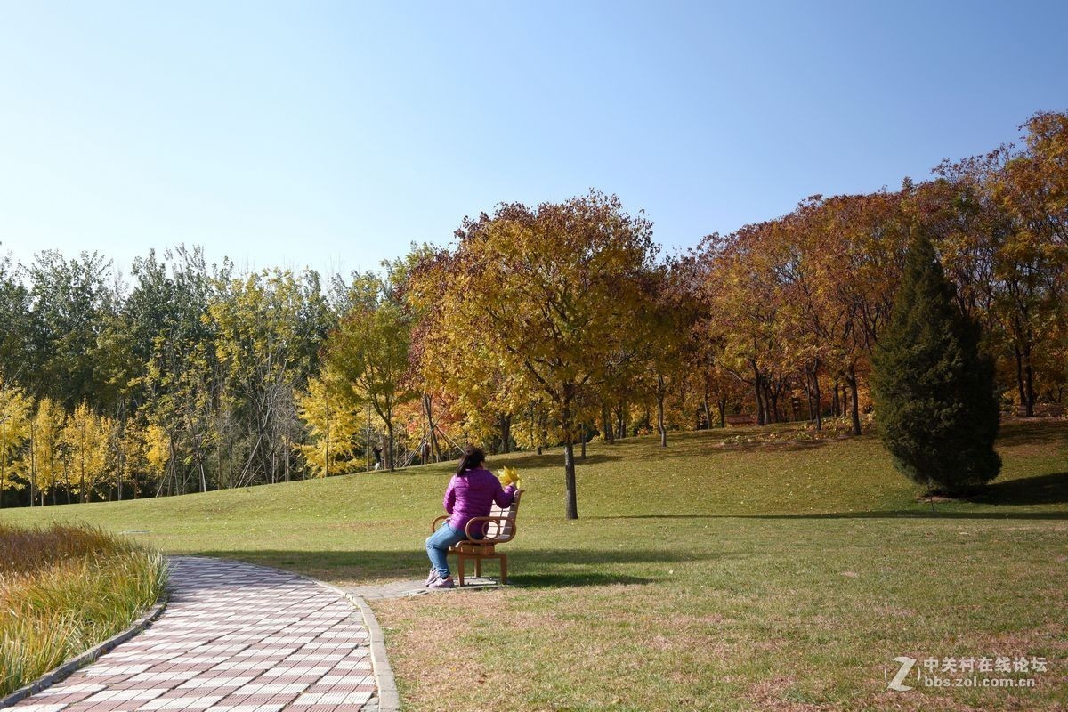 立冬后四德公园的深秋