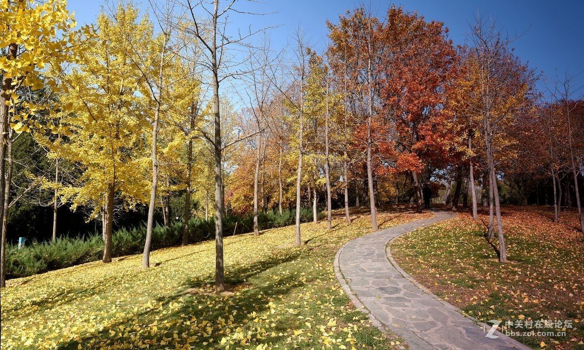 立冬后四德公园的深秋