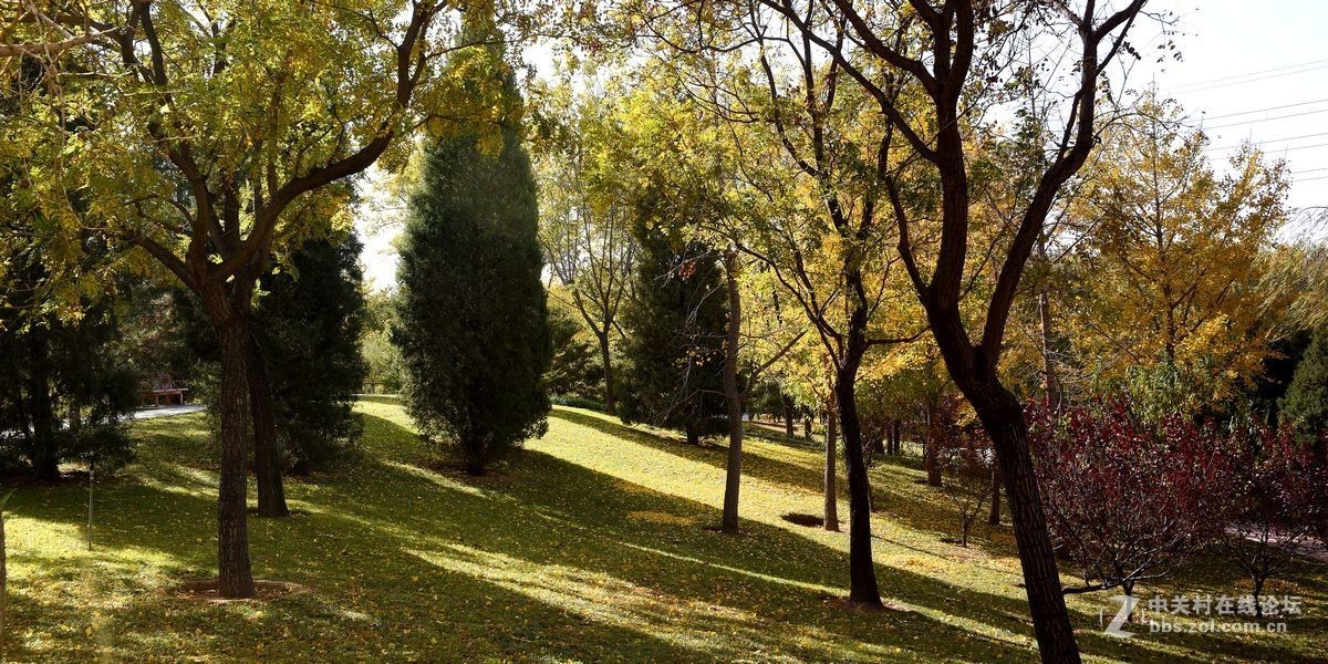 立冬后四德公园的深秋