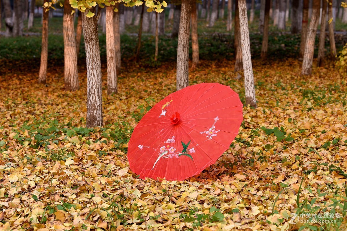 立冬后四德公园的深秋