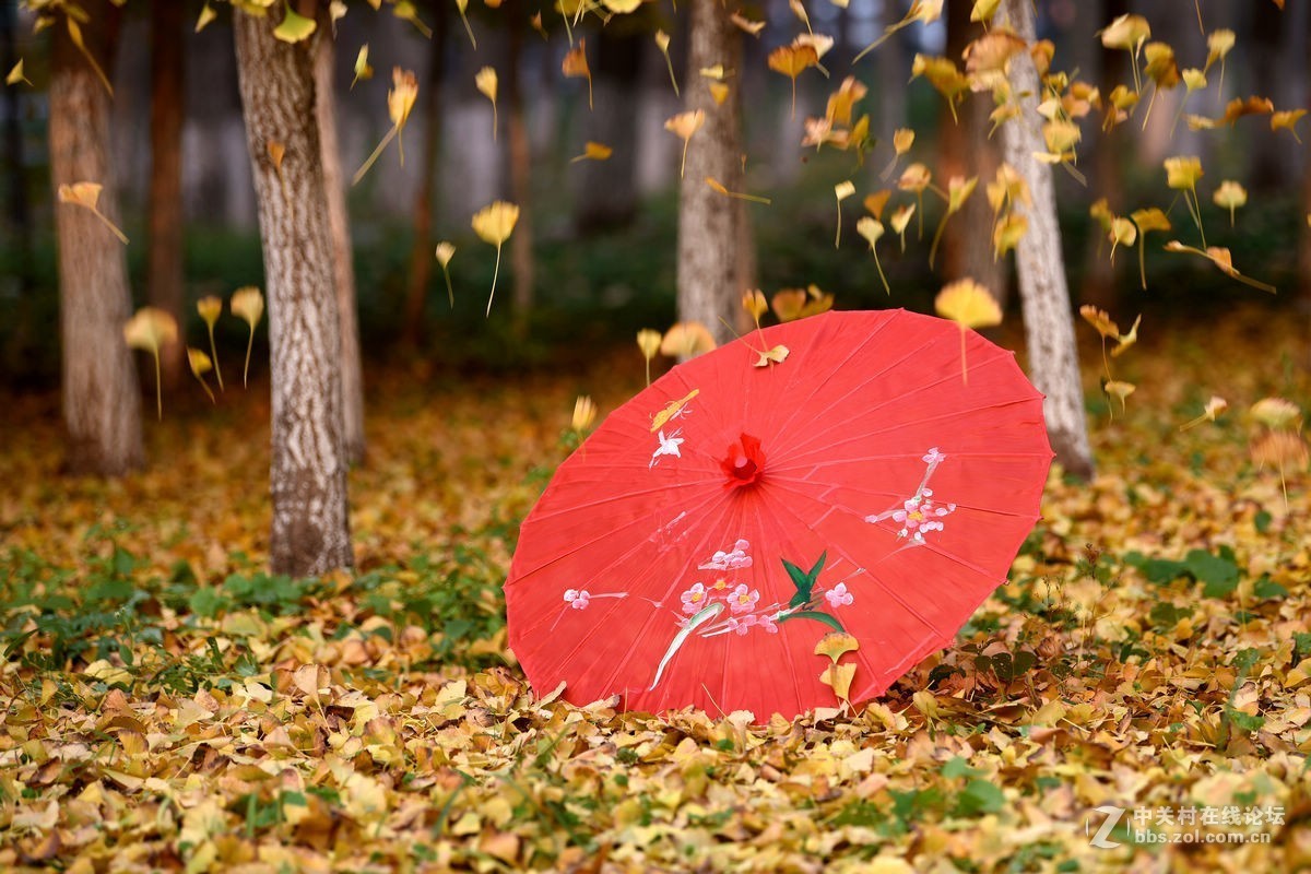 立冬后四德公园的深秋