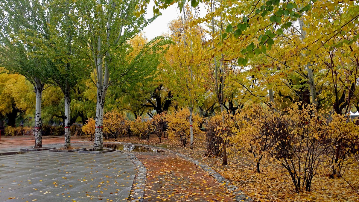 大美内蒙古------ 呼和浩特 : 雨后漫步青城公园