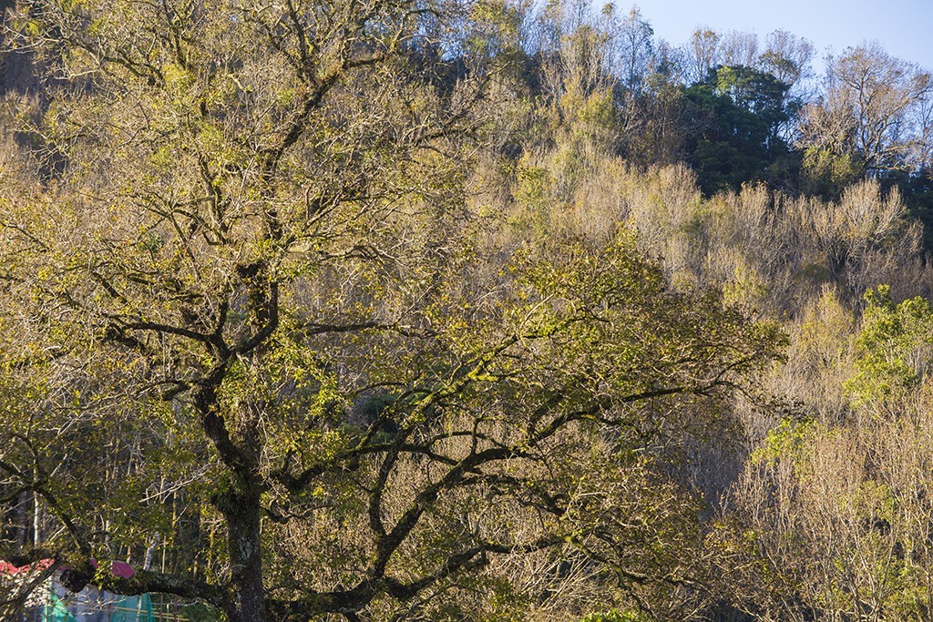#佳能月赛-行走的印记# 冬天的海南五指山