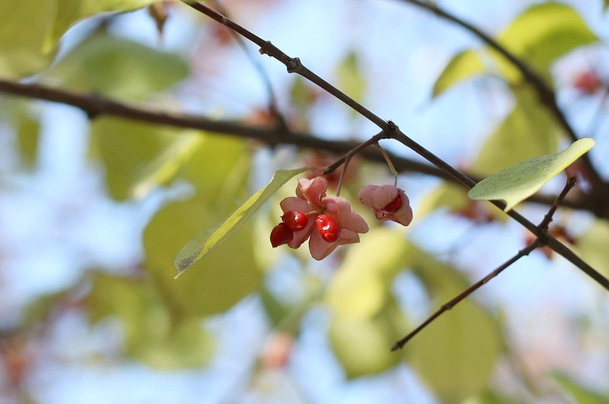 一簇坚挺到晚秋的花果