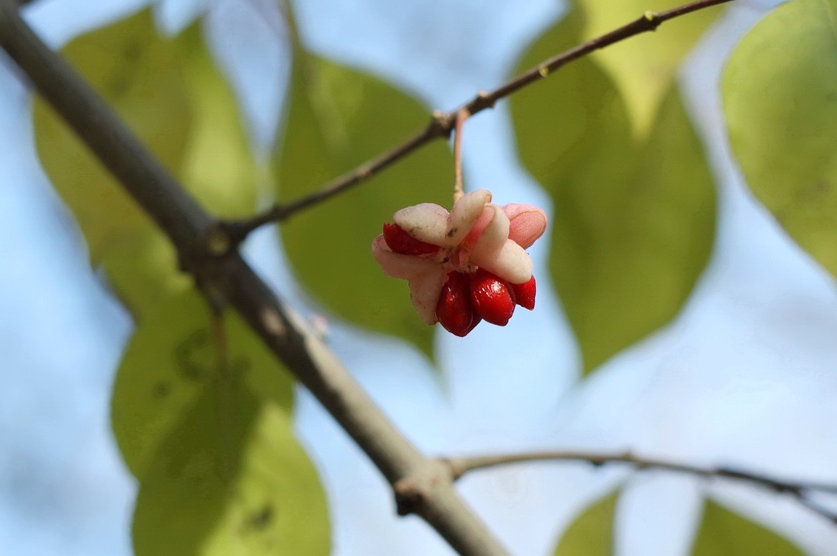 一簇坚挺到晚秋的花果