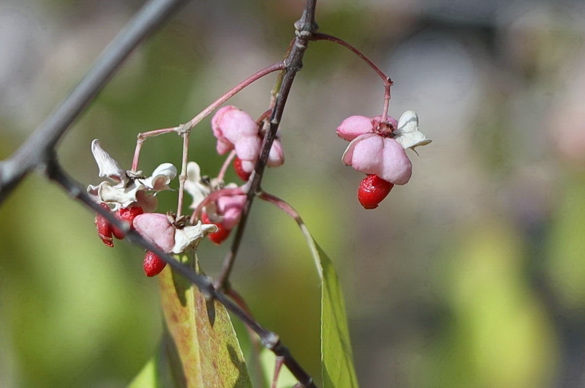 一簇坚挺到晚秋的花果