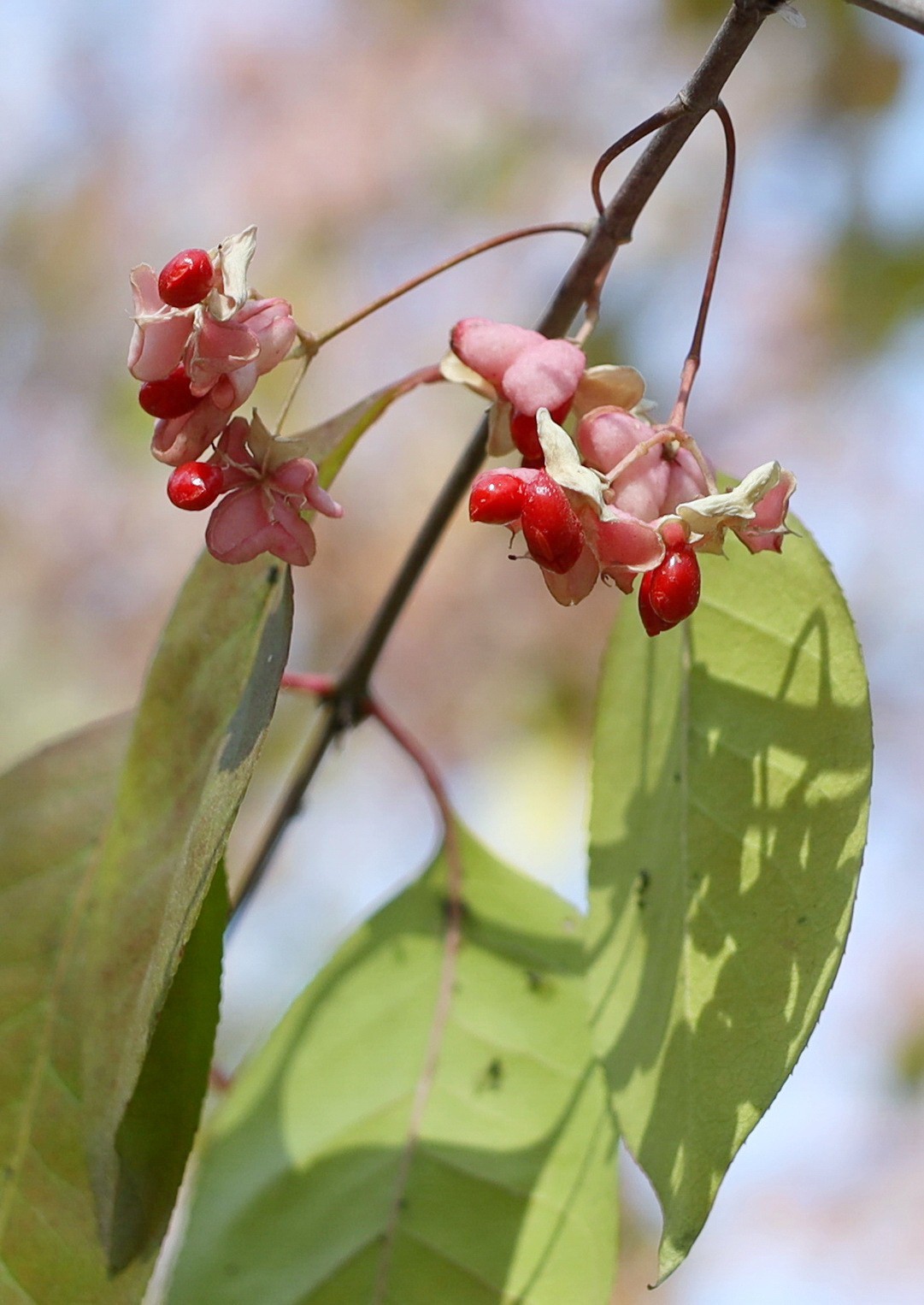 一簇坚挺到晚秋的花果